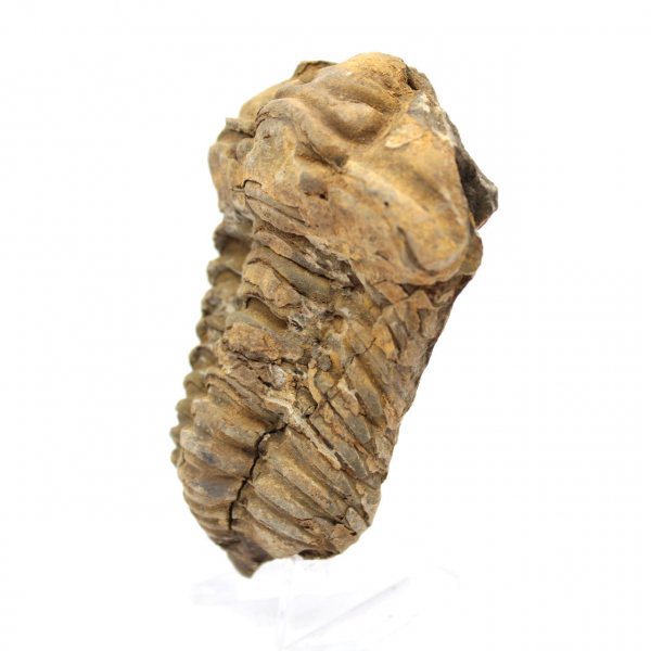 Trilobite fóssil