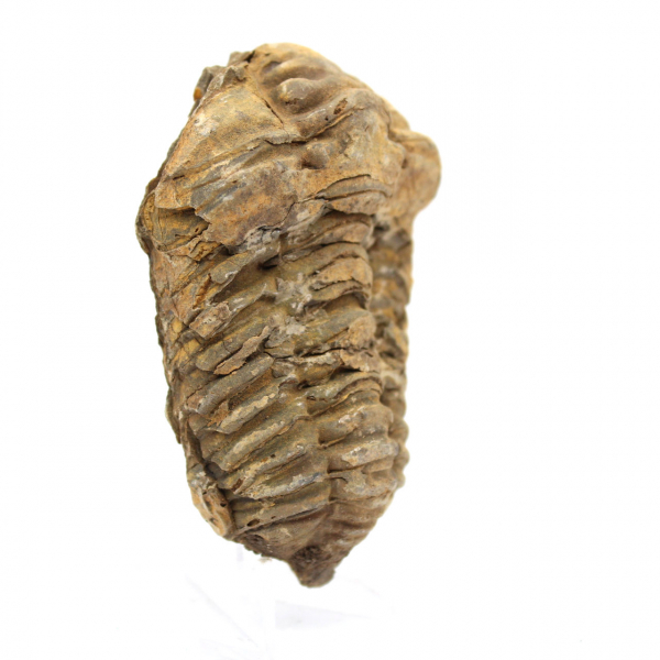 Trilobite fóssil