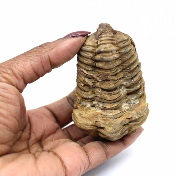 Trilobite fóssil