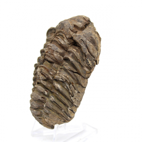 Trilobite de Marrocos