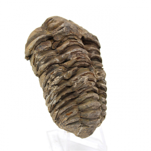 Trilobite de Marrocos