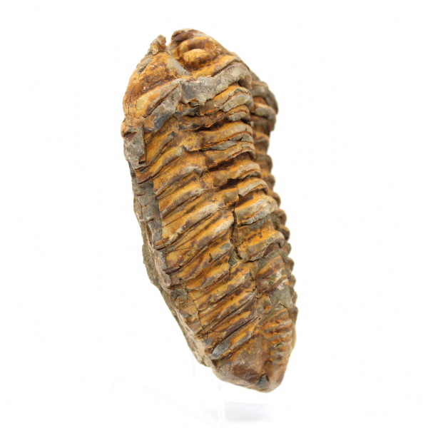 Trilobita