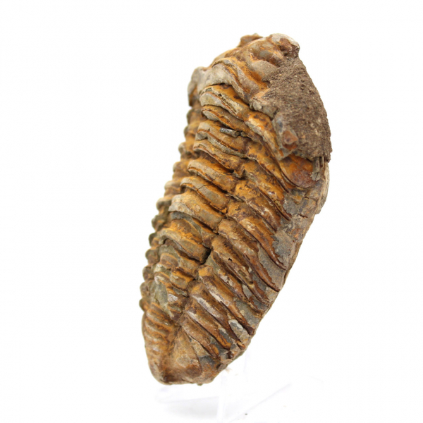 Trilobita