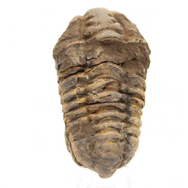 Trilobite bruta de Marrocos