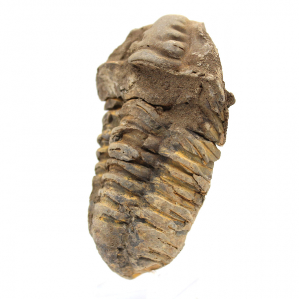 Trilobite bruta de Marrocos