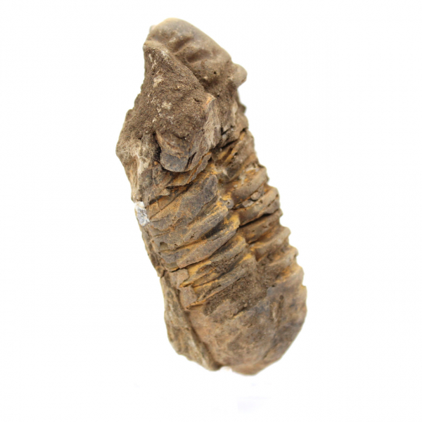 Trilobite bruta de Marrocos