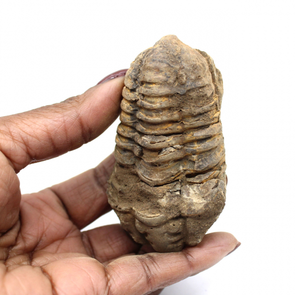 Trilobite bruta de Marrocos