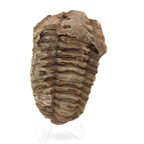 Trilobite fóssil bruto