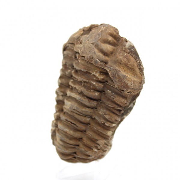 Trilobite fóssil bruto