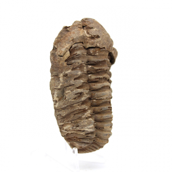 Trilobite fóssil bruto