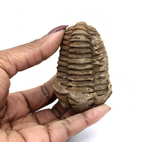 Trilobite fóssil bruto