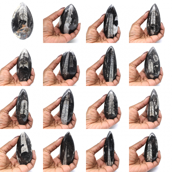 Fóssil de Orthoceras de Marrocos