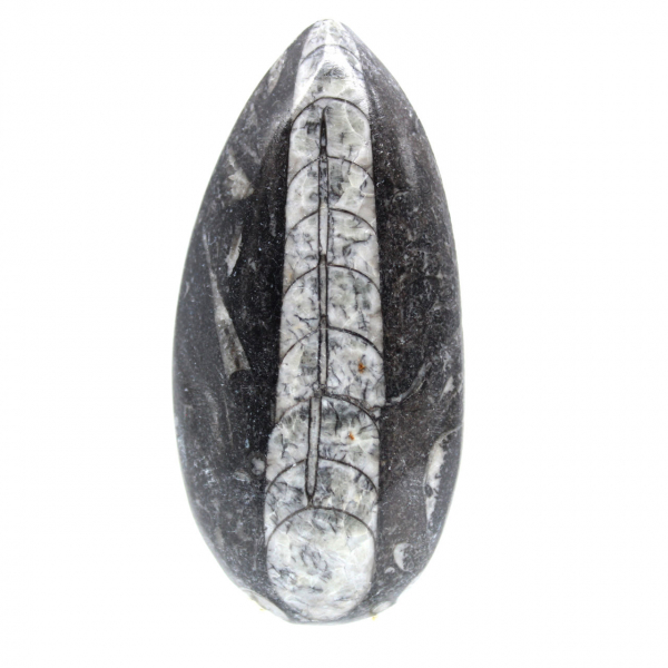 Orthoceras fósseis do Marrocos