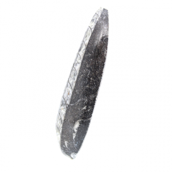 Orthoceras fósseis do Marrocos
