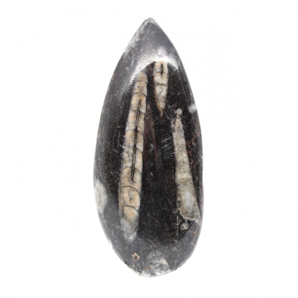 Orthoceras fósseis do Marrocos