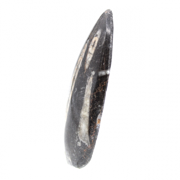 Orthoceras fósseis do Marrocos