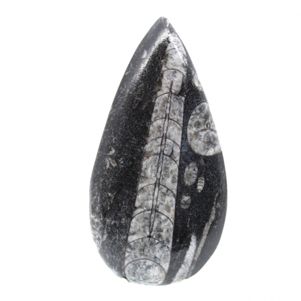 Orthoceras fóssil