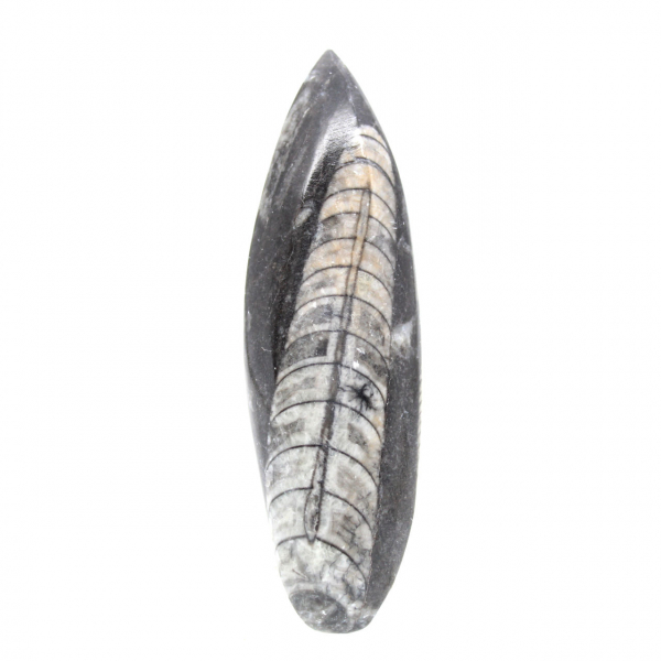 Orthoceras fósseis do Marrocos