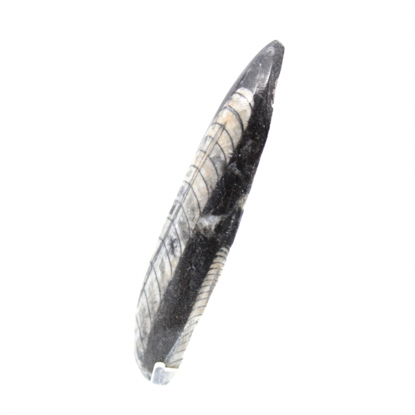 Orthoceras fósseis do Marrocos