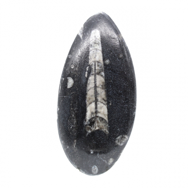 Orthoceras fósseis do Marrocos