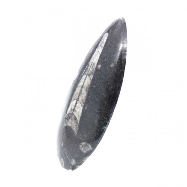 Orthoceras fósseis do Marrocos