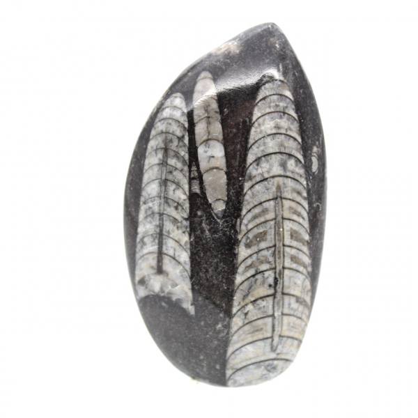 Orthoceras fóssil