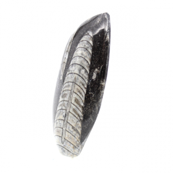 Orthoceras fóssil