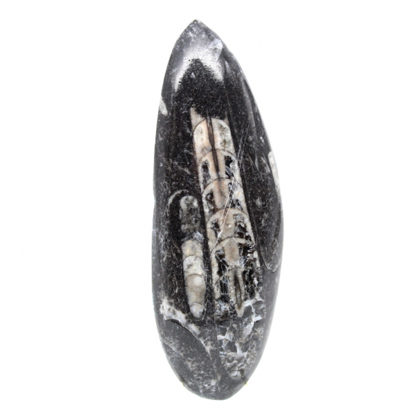 Orthoceras fóssil