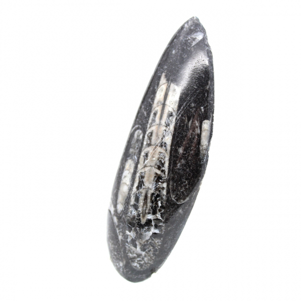 Orthoceras fóssil