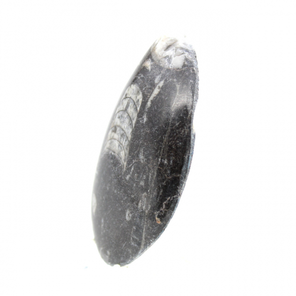 Orthoceras fósseis do Marrocos