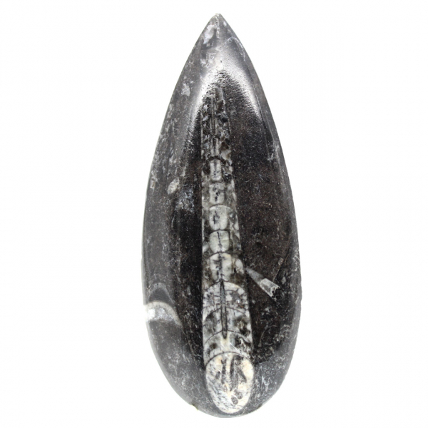 Orthoceras fóssil