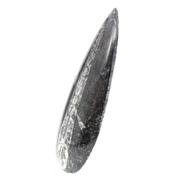 Orthoceras fóssil