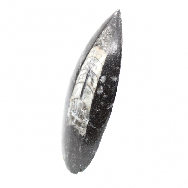 Orthoceras fósseis do Marrocos