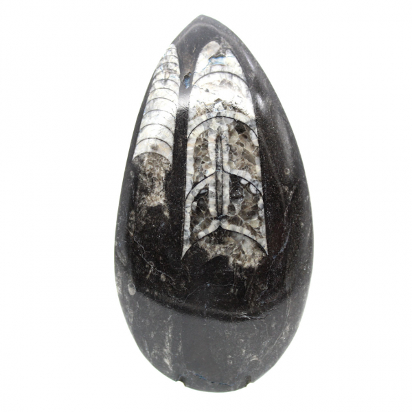 Orthoceras fóssil