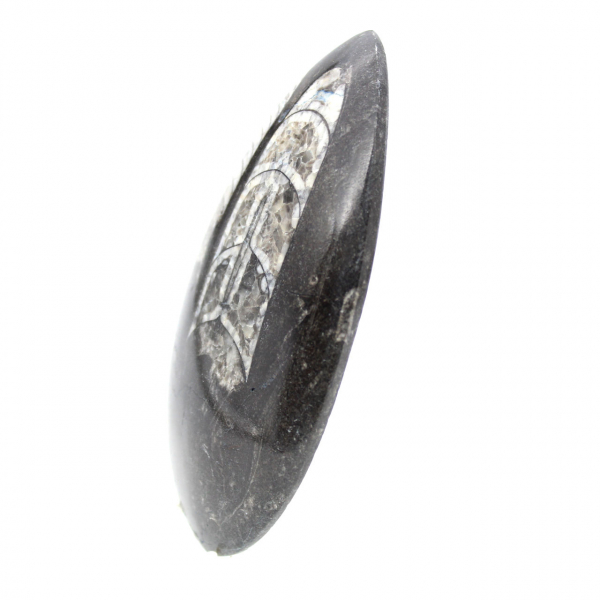 Orthoceras fóssil