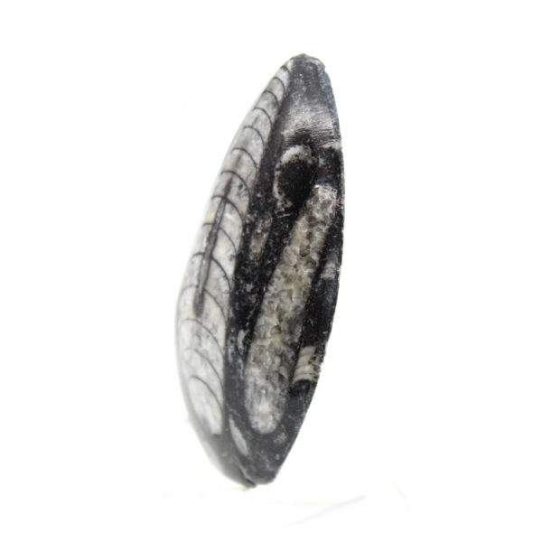 Orthoceras fósseis do Marrocos