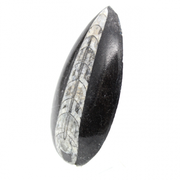 Orthoceras fóssil