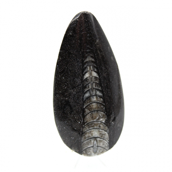 Orthoceras fósseis do Marrocos