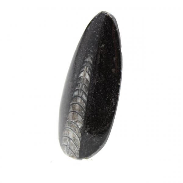Orthoceras fósseis do Marrocos