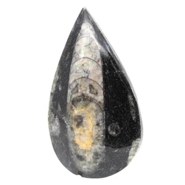 Orthoceras fóssil