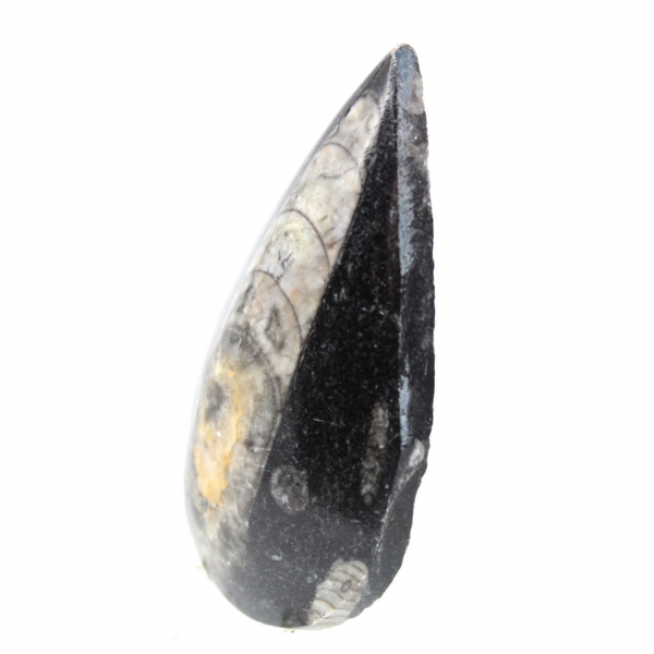 Orthoceras fóssil