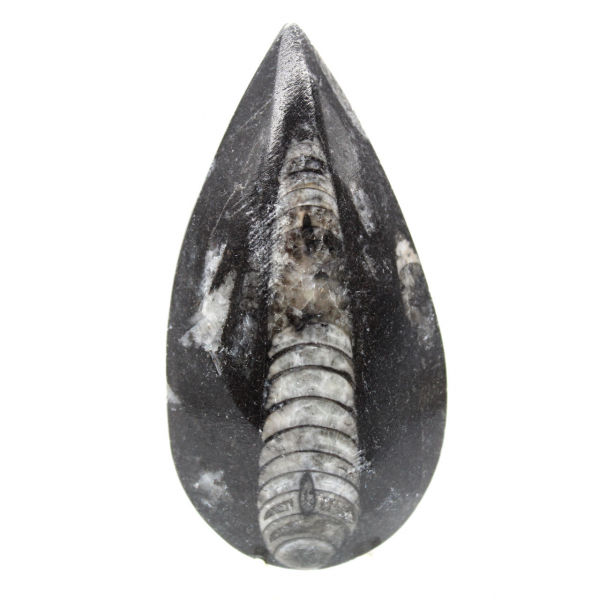 Orthoceras fósseis do Marrocos