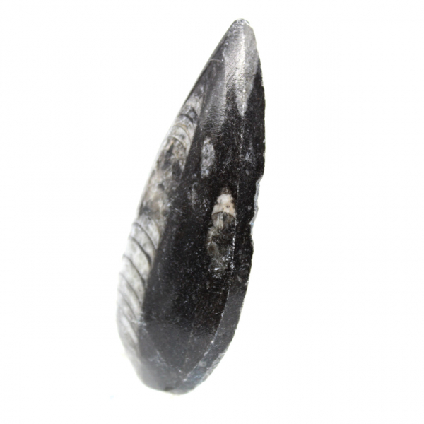 Orthoceras fósseis do Marrocos
