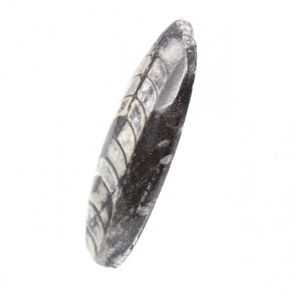 Orthoceras fóssil