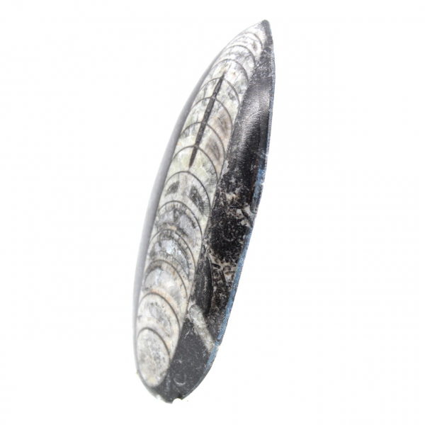 Orthoceras fósseis do Marrocos