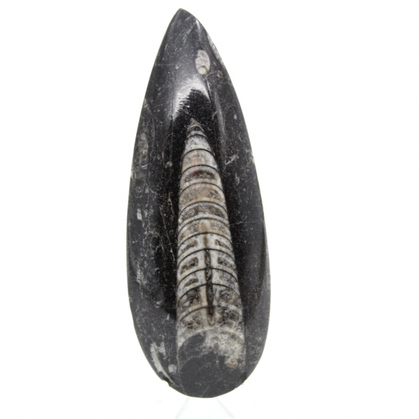 Orthoceras fósseis do Marrocos