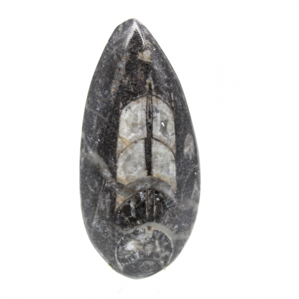 Orthoceras fóssil