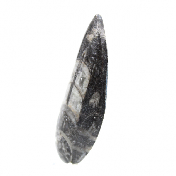 Orthoceras fóssil