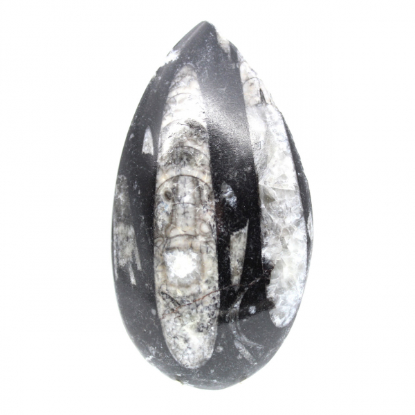 Orthoceras fóssil