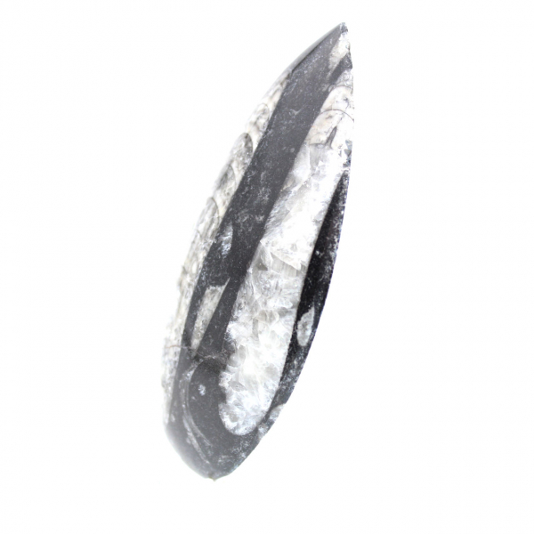 Orthoceras fóssil